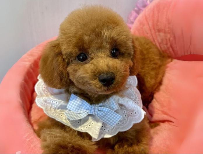 犬のプロフィール画像