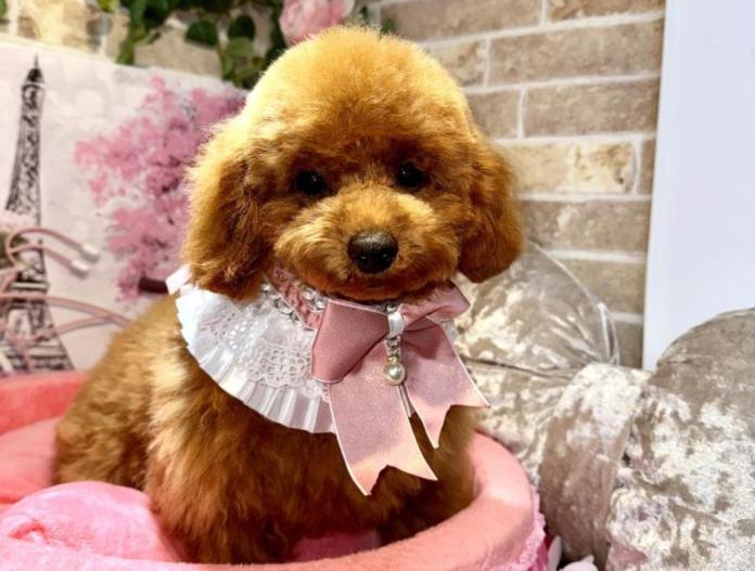 犬のプロフィール画像