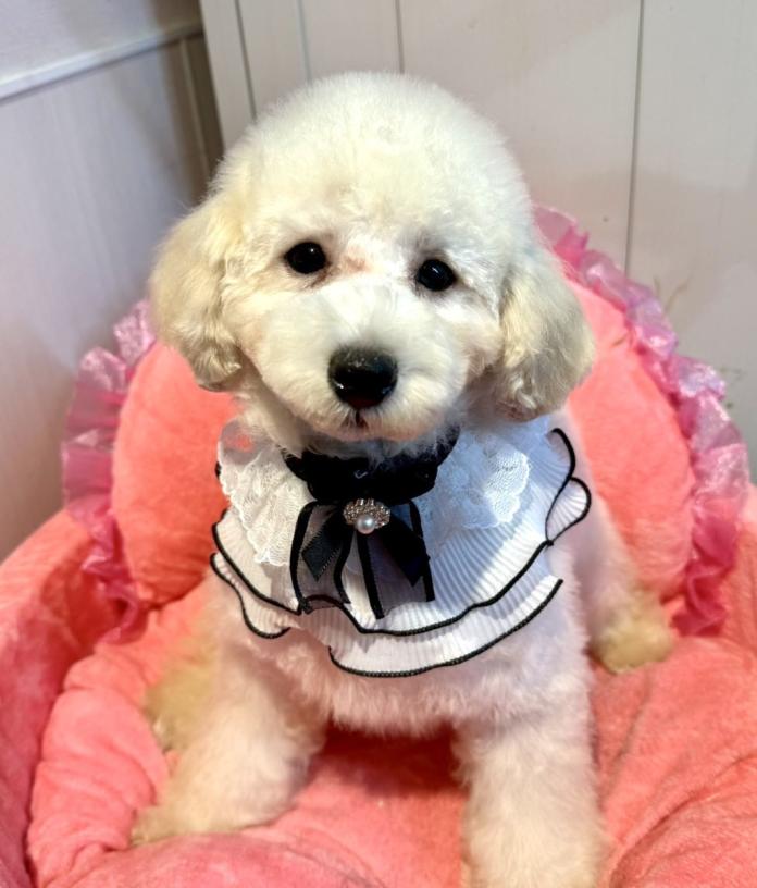 犬のプロフィール画像