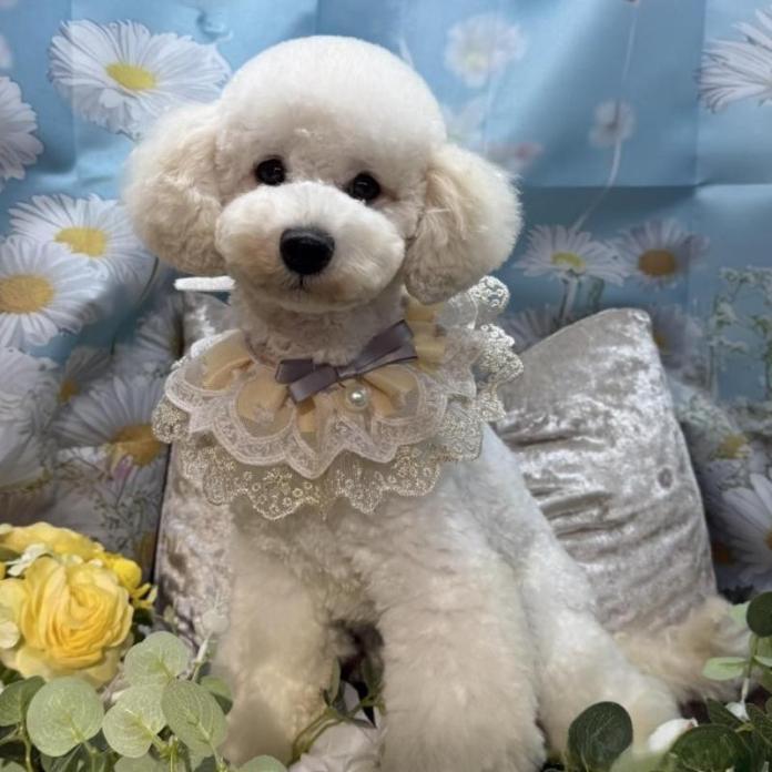 トイプードル(埼玉県・男の子・2025/04/09・ホワイト)の子犬情報! | 江里川 純子ブリーダー(452)