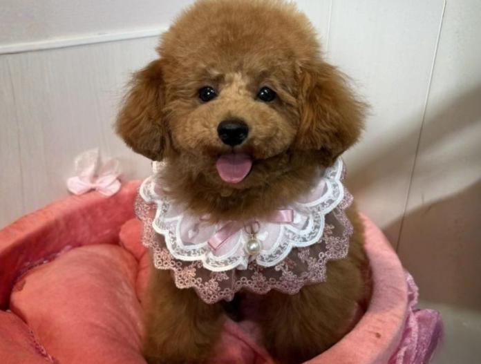 トイプードル(埼玉県・男の子・2025/05/20・レッド)の子犬情報! | 江里川 純子ブリーダー(453)