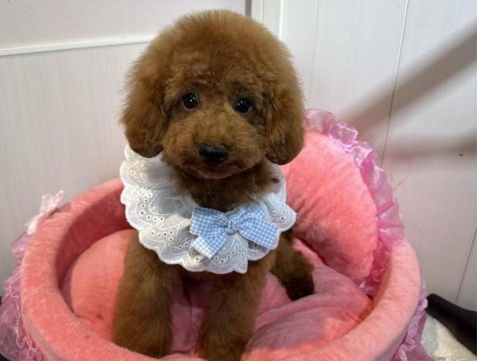 トイプードル(埼玉県・男の子・2025/05/20・レッド)の子犬情報! | 江里川 純子ブリーダー(453)