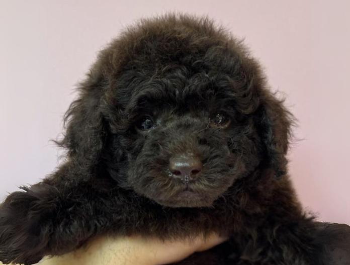 犬のプロフィール画像