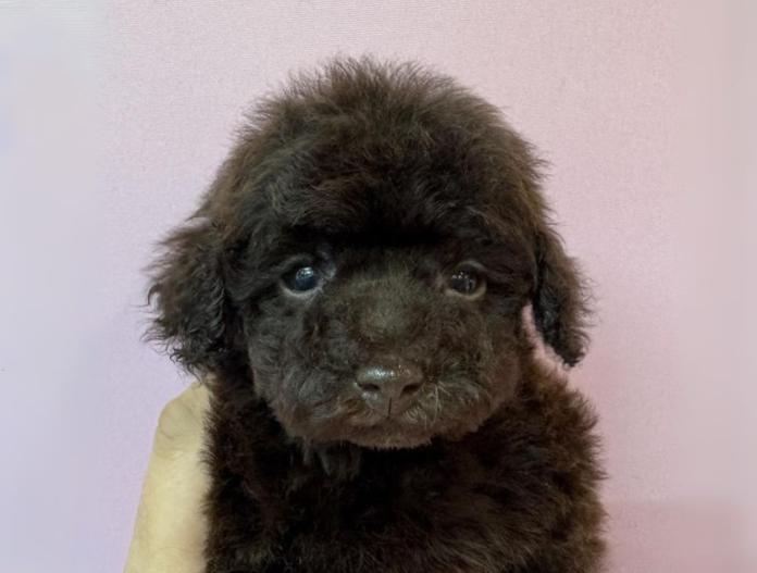 犬のプロフィール画像