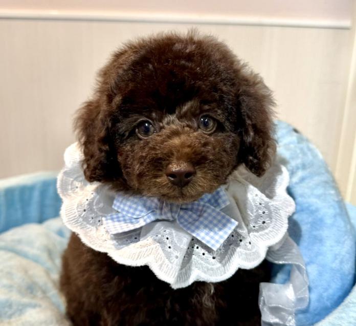 犬のプロフィール画像