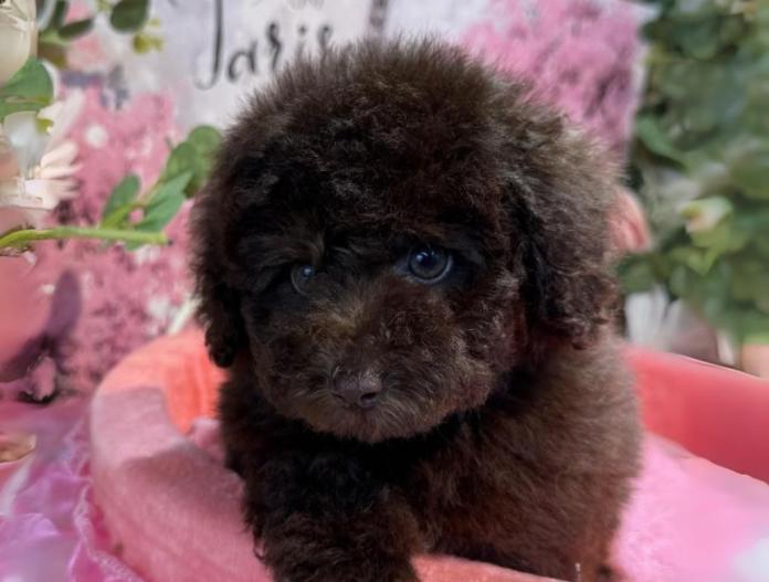 犬のプロフィール画像