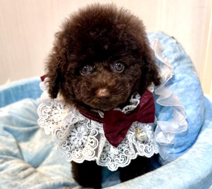 犬のプロフィール画像