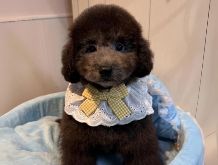 犬のプロフィール画像