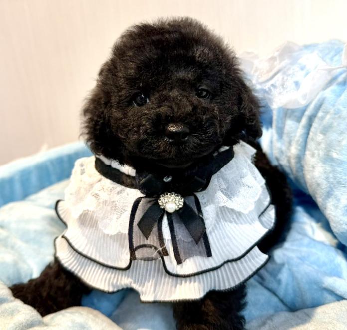 犬のプロフィール画像