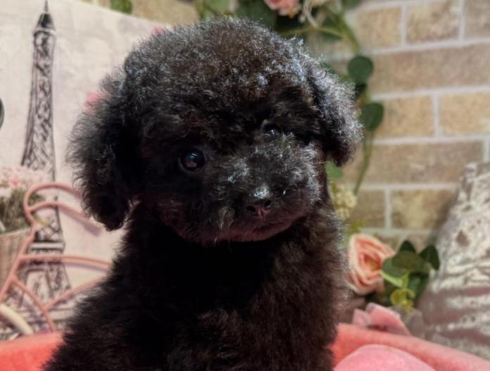 犬のプロフィール画像