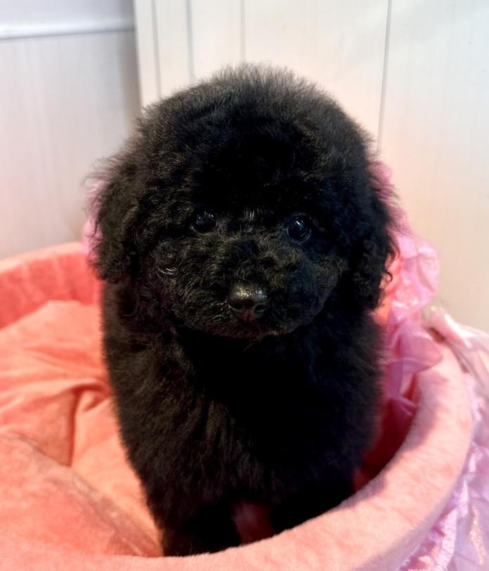 犬のプロフィール画像
