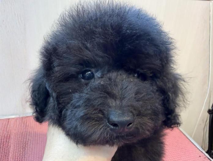 トイプードル(埼玉県・女の子・2025/07/14・ブラック)の子犬情報! | 江里川 純子ブリーダー(573)
