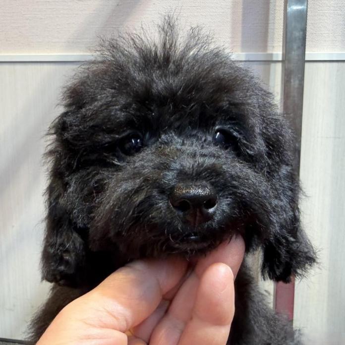 トイプードル(埼玉県・女の子・2025/07/14・ブラック)の子犬情報! | 江里川 純子ブリーダー(573)