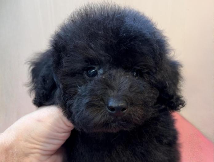 トイプードル(埼玉県・男の子・2025/10/09・ブラック)の子犬情報! | 江里川 純子ブリーダー(738)