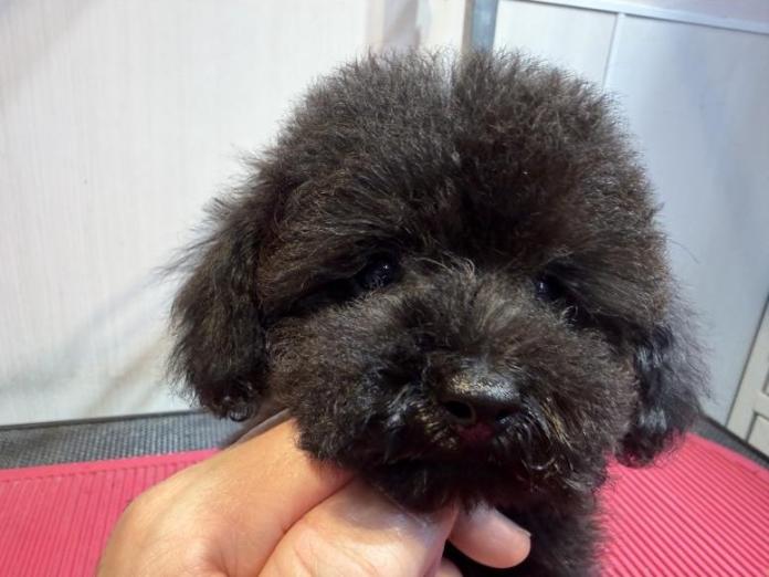 トイプードル(埼玉県・男の子・2025/10/09・ブラック)の子犬情報! | 江里川 純子ブリーダー(738)