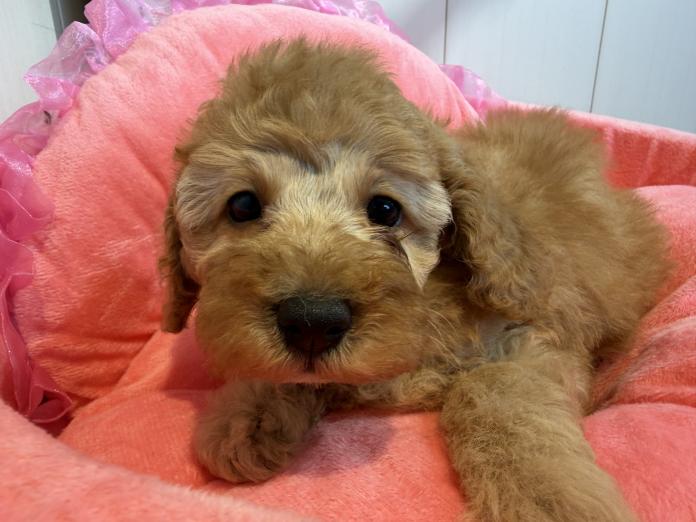 トイプードル(埼玉県・女の子・2025/10/02・アプリコット)の子犬情報! | 江里川 純子ブリーダー(783)