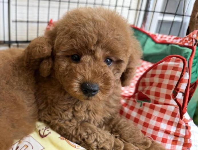 トイプードル(埼玉県・男の子・2025/09/26・レッド)の子犬情報! | 江里川 純子ブリーダー(786)