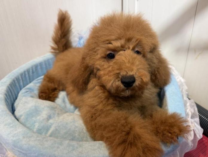 ミニチュアプードル(埼玉県・男の子・2025/09/26・レッド)の子犬情報! | 江里川 純子ブリーダー(786)