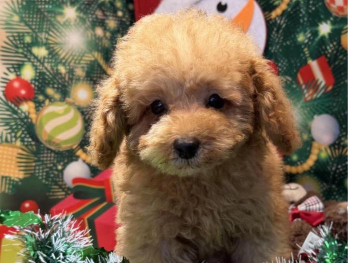 トイプードル(埼玉県・男の子・2025/10/02・アプリコット)の子犬情報! | 江里川 純子ブリーダー(796)