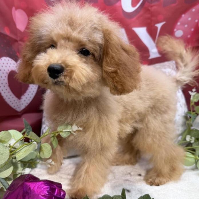 トイプードル(埼玉県・男の子・2025/10/02・アプリコット)の子犬情報! | 江里川 純子ブリーダー(796)