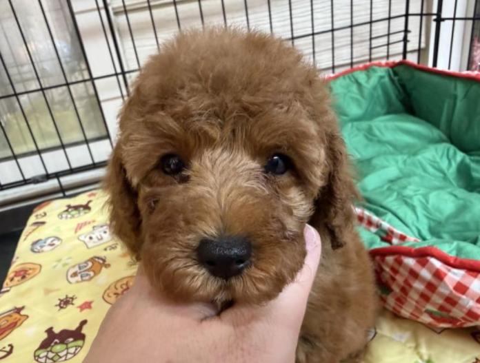 トイプードル(埼玉県・男の子・2025/10/02・アプリコット)の子犬情報! | 江里川 純子ブリーダー(802)