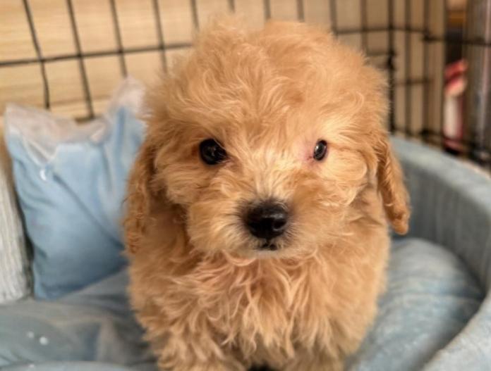 トイプードル(埼玉県・男の子・2025/10/09・クリーム)の子犬情報! | 江里川 純子ブリーダー(804)