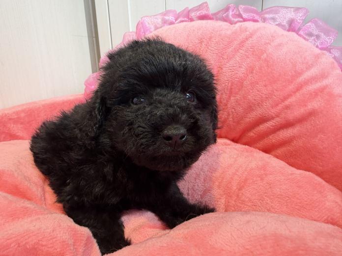 トイプードル(埼玉県・女の子・2025/10/09・ブラック)の子犬情報! | 江里川 純子ブリーダー(805)