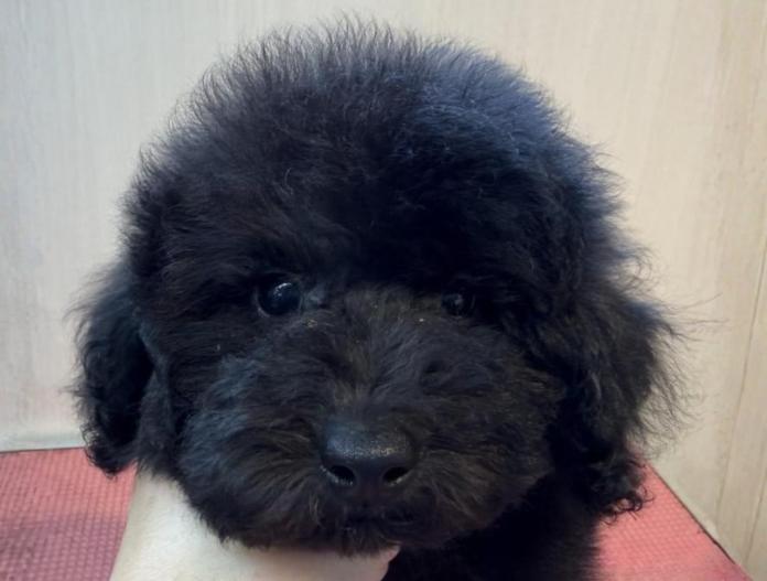 トイプードル(埼玉県・女の子・2025/10/09・ブラック)の子犬情報! | 江里川 純子ブリーダー(805)