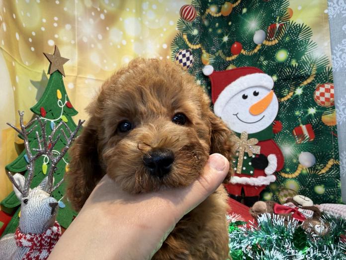 トイプードル(埼玉県・男の子・2025/10/02・アプリコット)の子犬情報! | 江里川 純子ブリーダー(867)