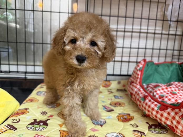 トイプードル(埼玉県・女の子・2025/10/02・アプリコット)の子犬情報! | 江里川 純子ブリーダー(868)