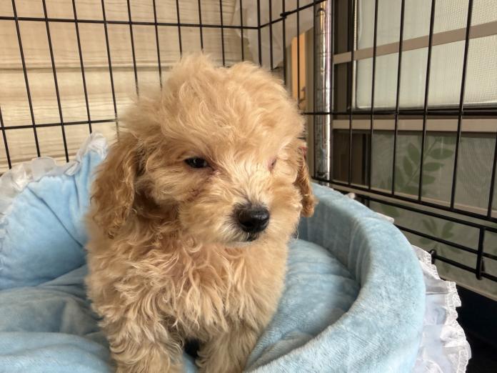 トイプードル(埼玉県・男の子・2025/10/09・クリーム)の子犬情報! | 江里川 純子ブリーダー(870)