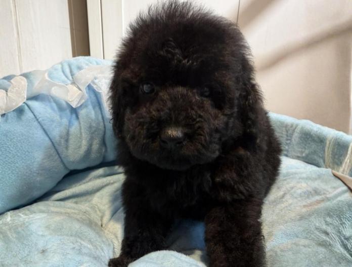 トイプードル(埼玉県・男の子・2025/11/17・ブラック)の子犬情報! | 江里川 純子ブリーダー(993)