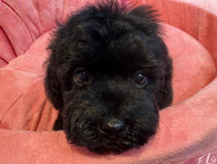 トイプードル(埼玉県・女の子・2025/11/17・ブラック)の子犬情報! | 江里川 純子ブリーダー(994)