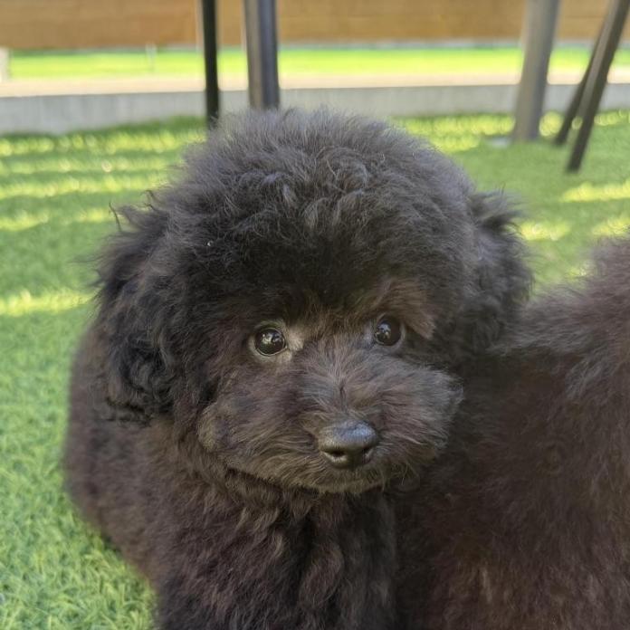 トイプードル(埼玉県・女の子・2025/11/17・ブラック)の子犬情報! | 江里川 純子ブリーダー(994)