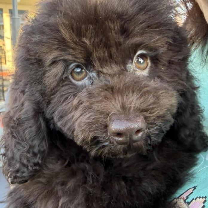 トイプードル(埼玉県・女の子・2025/11/17・ブラック)の子犬情報! | 江里川 純子ブリーダー(994)