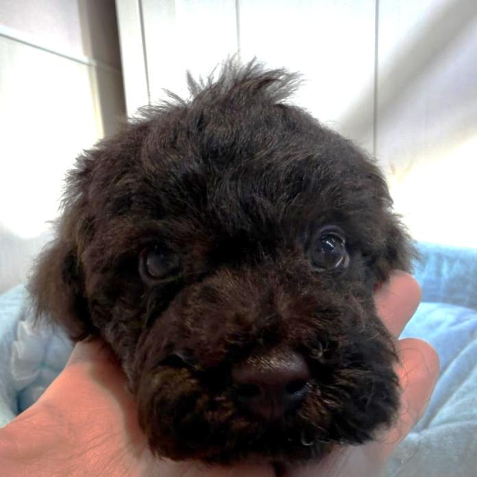 トイプードル(埼玉県・男の子・2025/11/17・ブラウン)の子犬情報! | 江里川 純子ブリーダー(995)