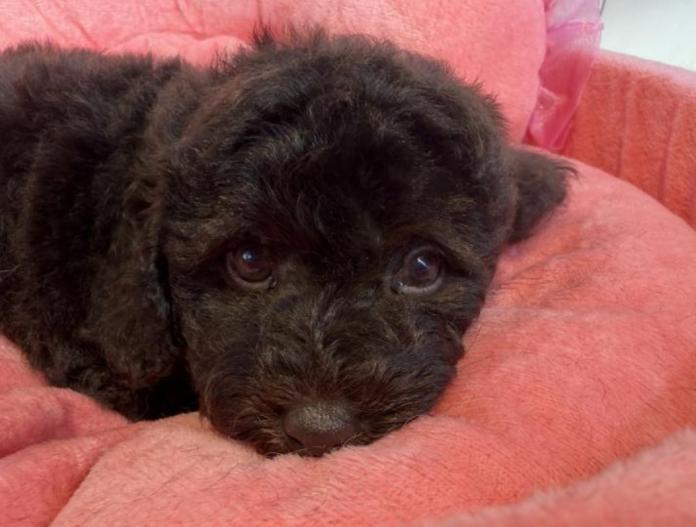 トイプードル(埼玉県・女の子・2025/11/17・ブラウン)の子犬情報! | 江里川 純子ブリーダー(996)