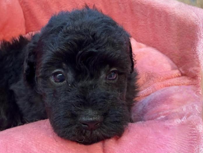 トイプードル(埼玉県・女の子・2025/12/02・シルバー)の子犬情報! | 江里川 純子ブリーダー(997)