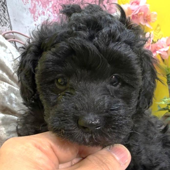 トイプードル(埼玉県・女の子・2025/12/02・シルバー)の子犬情報! | 江里川 純子ブリーダー(998)