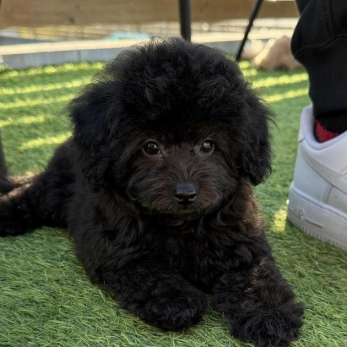 トイプードル(埼玉県・女の子・2025/12/02・シルバー)の子犬情報! | 江里川 純子ブリーダー(998)