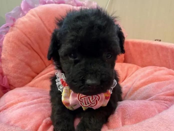 トイプードル(埼玉県・女の子・2025/12/02・シルバー)の子犬情報! | 江里川 純子ブリーダー(999)