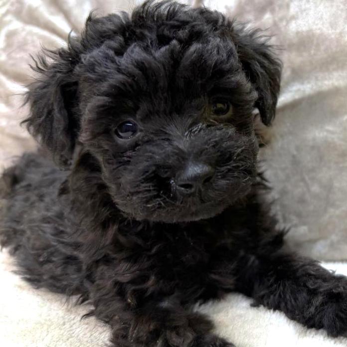 トイプードル(埼玉県・女の子・2025/12/02・シルバー)の子犬情報! | 江里川 純子ブリーダー(999)