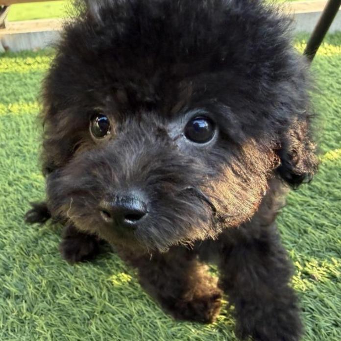 トイプードル(埼玉県・女の子・2025/12/02・シルバー)の子犬情報! | 江里川 純子ブリーダー(999)