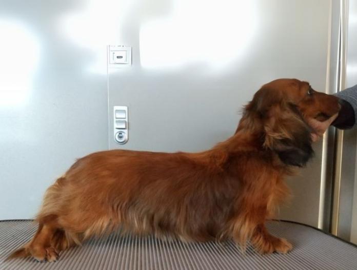 犬のプロフィール画像