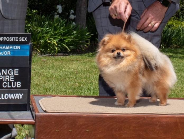 犬のプロフィール画像