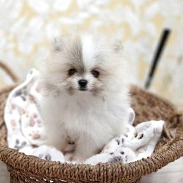 ポメラニアン(神奈川県・男の子・2026/02/20・ホワイト&オレンジ(パーティ))の子犬情報! | 新家 浩子ブリーダー(1376)