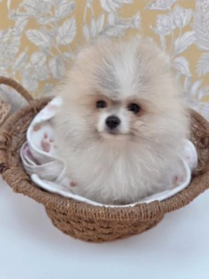 ポメラニアン(1376)の子犬情報