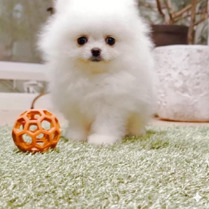 ポメラニアン(1387)の子犬情報