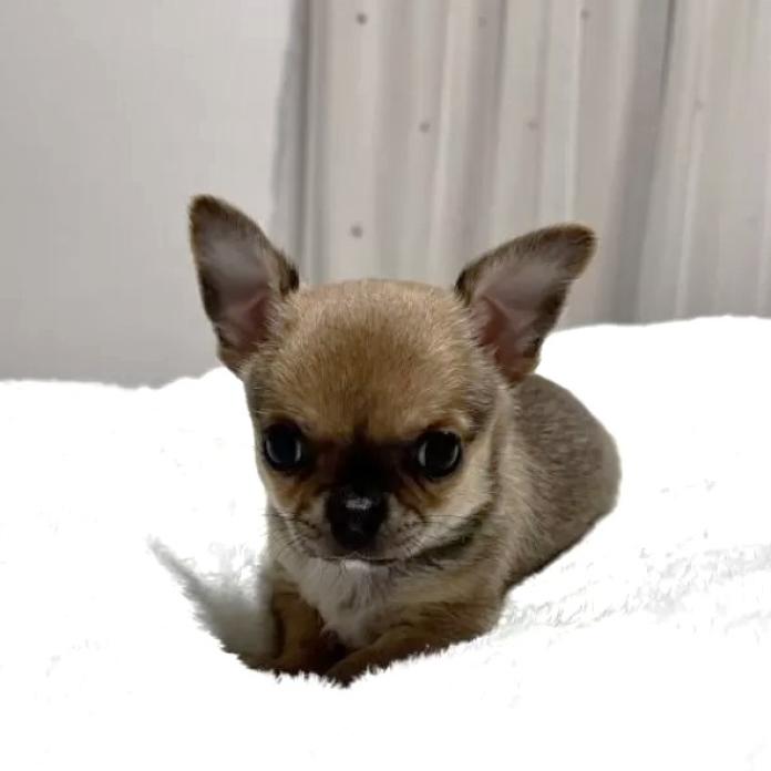 チワワ(スムース)(千葉県・男の子・2025/12/22・レッド)の子犬情報! | 吉川 久美ブリーダー(1120)