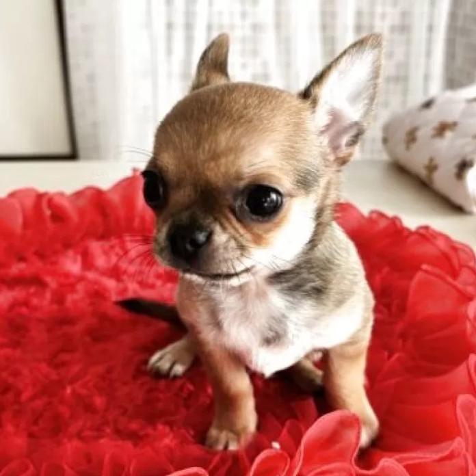チワワ(スムース)(千葉県・男の子・2025/12/22・レッド)の子犬情報! | 吉川 久美ブリーダー(1120)